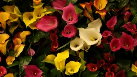 Callas - calla, skin, yellow, summer, flower, colorful, white, red, texture, vara