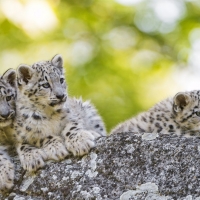 Cute cubs