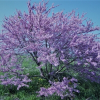 tree in spring