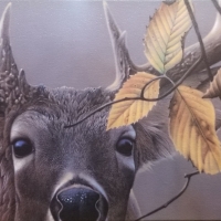 Deer