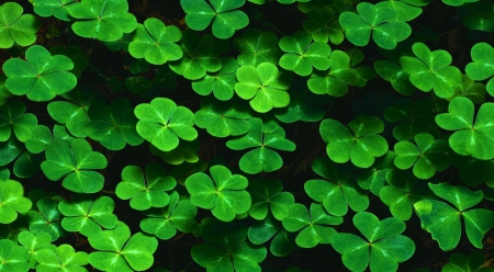 Clover close up - clover, grass, nature, wallpaper