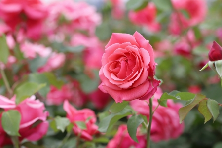 Rose - summer, garden, trandafir, rose, pink, vara