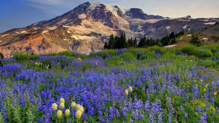 spring in mountains - Mountains & Nature Background Wallpapers on ...