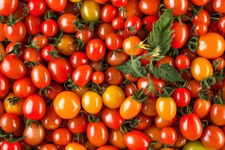 Cherry tomatoes - skin, yellow, summer, tomatoes, cherry, red, fruit, texture, vara