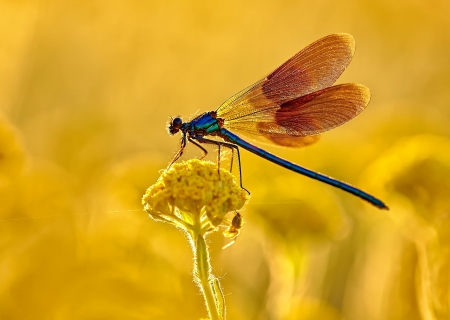 Dragonfly - yellow, summer, flower, orange, wings, macro, insect, libelula, vara, dragonfly