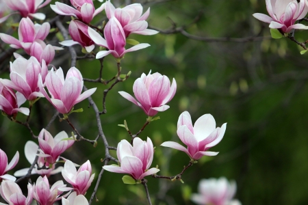 Magnolia - magnolia, primavara, white, green, spring, flower, pink