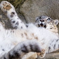 Big baby snow leopard