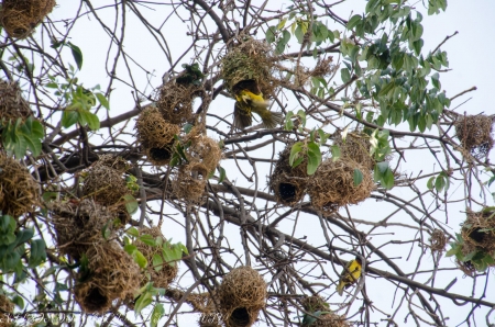 Teceloes - acacia, angola, ninhos, teceloes