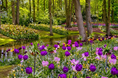 Keukenhof park - alleys, beautiful, freshness, grass, holland, keukenhof, netherland, park, pond, spring, tulips