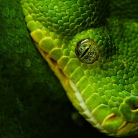 Python