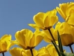 Yellow tulips