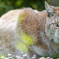 Cute lynx