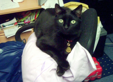 Ha Tikvah - animal, black, cats, companion