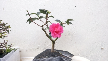 Bonsai Camellia - bonsai, camellia, flowers, shrub