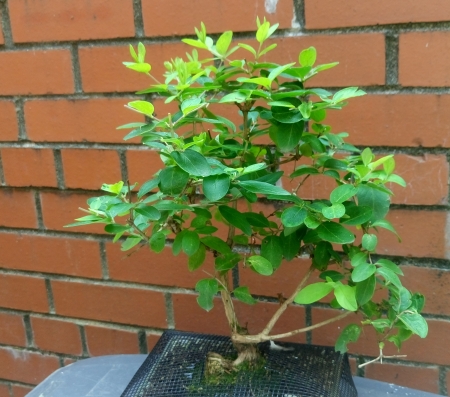 Bonsai Honeysuckle. - bonsai, green, honeysuckle, plant, shrub