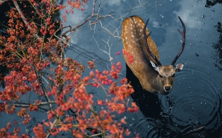 Deer - animal, horns, caprioara, view from the top, red, deer, cerb, autumn, toamna, water
