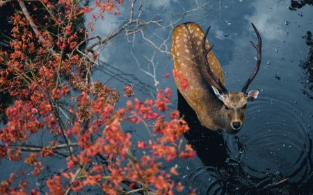 Deer - cerb, water, view from the top, horns, caprioara, animal, toamna, autumn, deer, red