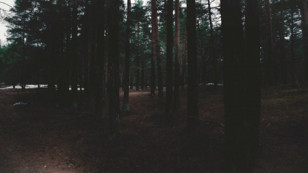 A dark, lonely forest where the lost wander - dark, forest, lonely, mysterious, path, sad, shadow, shadows, tree, trees, woodland