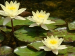 Waterlilies