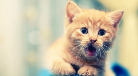 Meow - animals, cat, cats, cute, kitten, kitty, pets, wallpaper