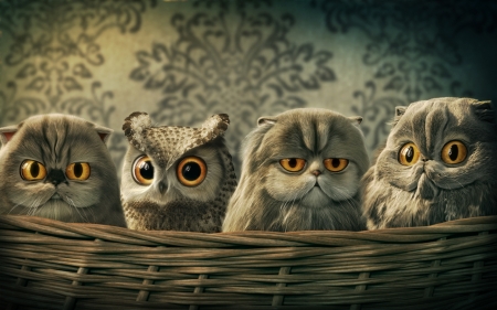 Owl Family