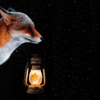 Fox