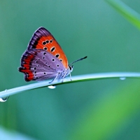 After spring rain