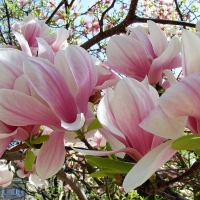 Magnolia