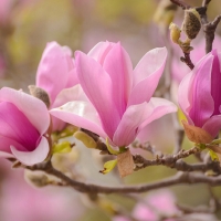 Magnolia