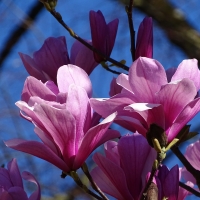 Magnolia