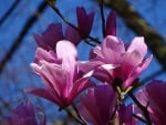 Magnolia