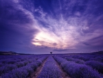 Lavender field