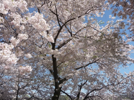 Early Cherry Blooms