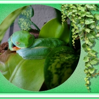 TWO FROGS ON A LEAF