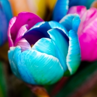 Rainbow Tulips