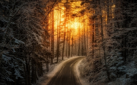 Snow on Forest Road