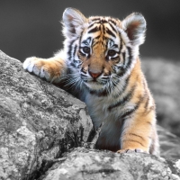 Cute tiger cub