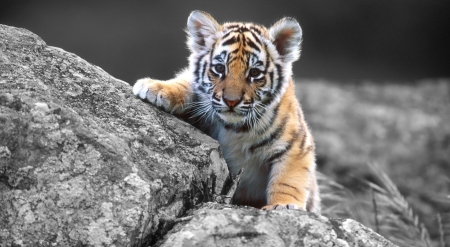 Cute tiger cub - big cats, cub, wild animals, cute, tigers, animals, wildlife, wild, wallpaper