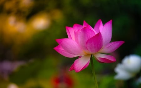 Lotus flower - lotus, lake, flower, amazing