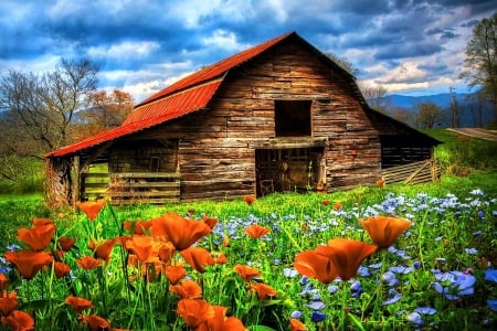 Country Poppies - clouds, blossoms, barn, spring, sky