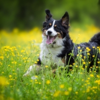 Bernese Mountain Dog