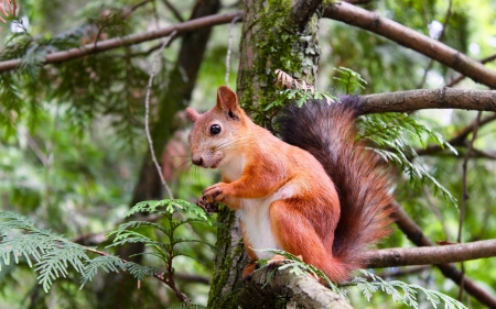 Squirrel - animal, small, squirrel, tree