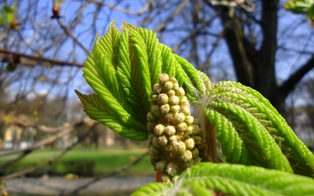 First Leaves of Chestnut