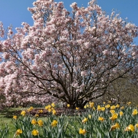 Magnolia and Daffodils