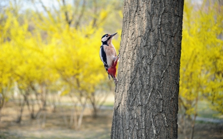 Woodpecker on Tree - bird, animal, woodpecker, tree