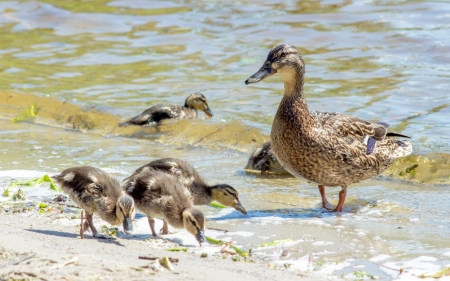Duck Family - chicks, ducks, family, latvia, mother, water
