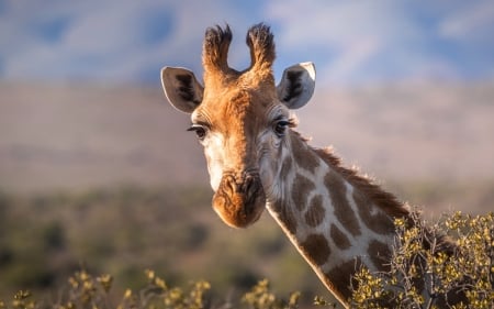 Portrait of Giraffe - portrait, animal, Africa, giraffe