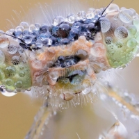 Dragonfly close-up