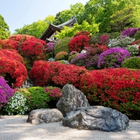 Rhododendrons garden