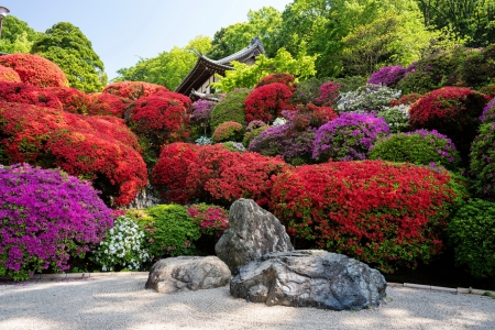 Rhododendrons garden